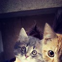 ���� ���, ������, 25 ��� - ��������� 11 ��� 2015 � ������ ������ ��������