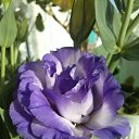 ���� �������, ������ - ��������� 10 �������� 2015 � ������ ������ ��������