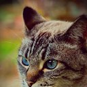 ���� ������, ������, 38 ��� - ��������� 27 ��� 2015 � ������ ������ ��������