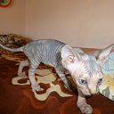 ���� �����, �������, 46 ��� - ��������� 3 ������� 2015 � ������ ������ ��������