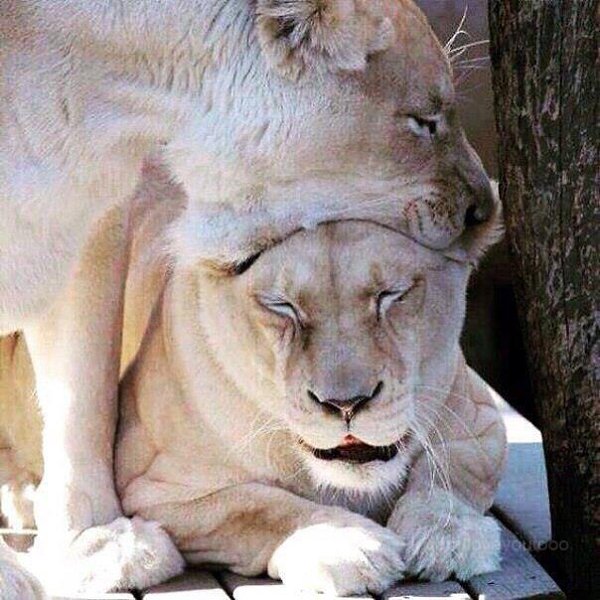 ��������� �� ���� ����� �������. �. �. ������