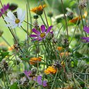 ���� Feruza, ������ - ��������� 20 ��� 2015 � ������ ���� ����������