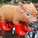 ���� �������., ������, 48 ��� - ��������� 25 ��� 2015