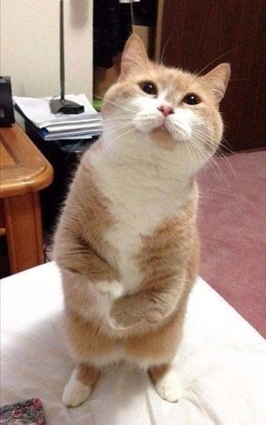 10 животных, которым вы ни за что не сможете отказать