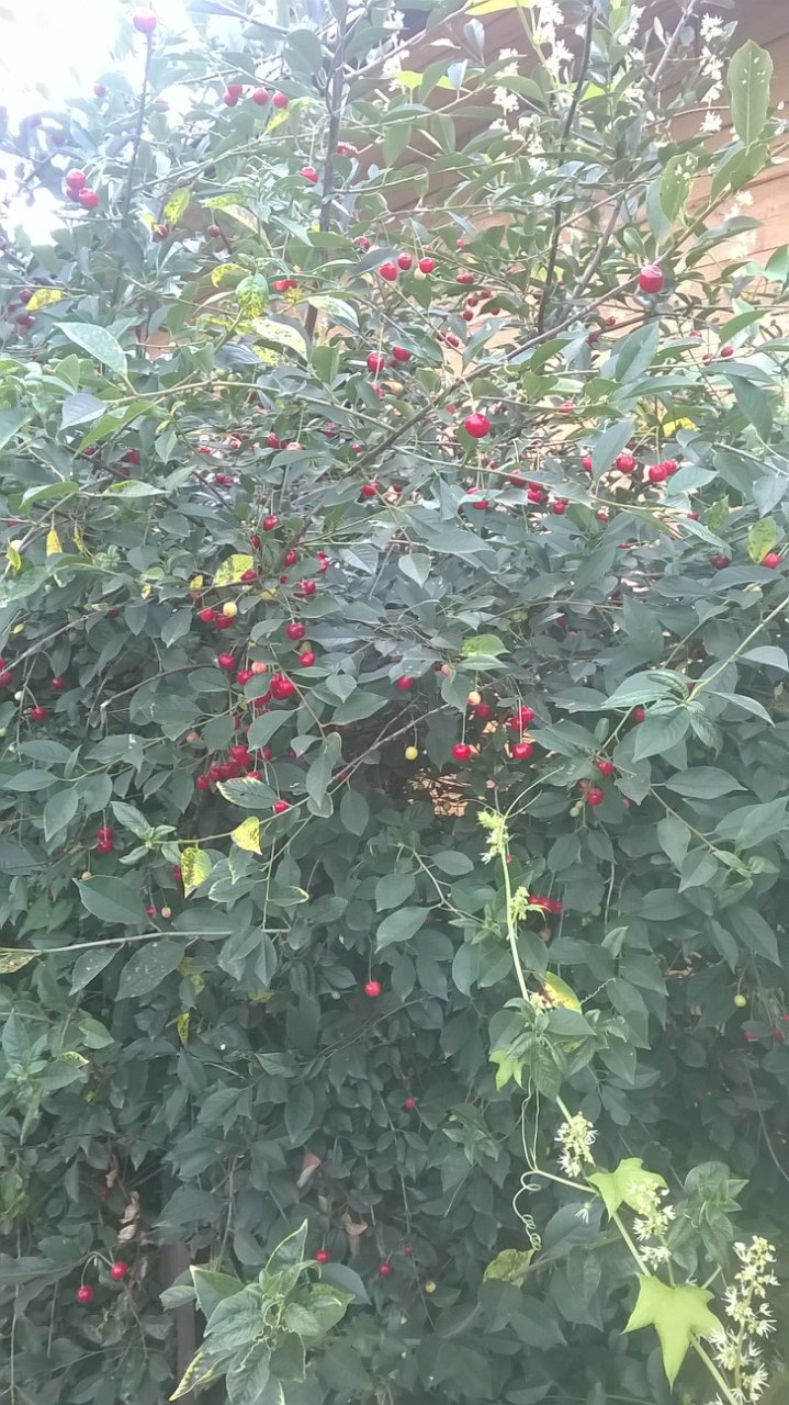 ������� ������������ - 10 ������� 2015 � 21:07 - 3