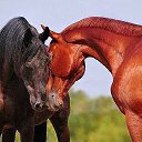 ���� �����, ������ - ��������� 14 ��� 2015 � ������ ������ ��������