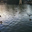  ,  , 54  -  29  2015    