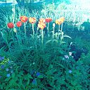 ���� Semi, �����-���������, 65 ��� - ��������� 17 ���� 2015