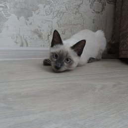 ��������, ������, 43 ����