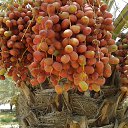 ���� Turko Turkoman, ������, 55 ��� - ��������� 29 ������ 2015 � ������ ���� ����������