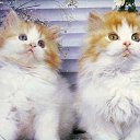 ���� ��������, ������������ - ��������� 2 ������� 2015 � ������ ������ ��������