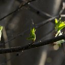���� �����, ������, 76 ��� - ��������� 13 ������� 2015 � ������ �����,������ ������