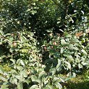 ������������� ��� ��� �� ������� ���� ����������