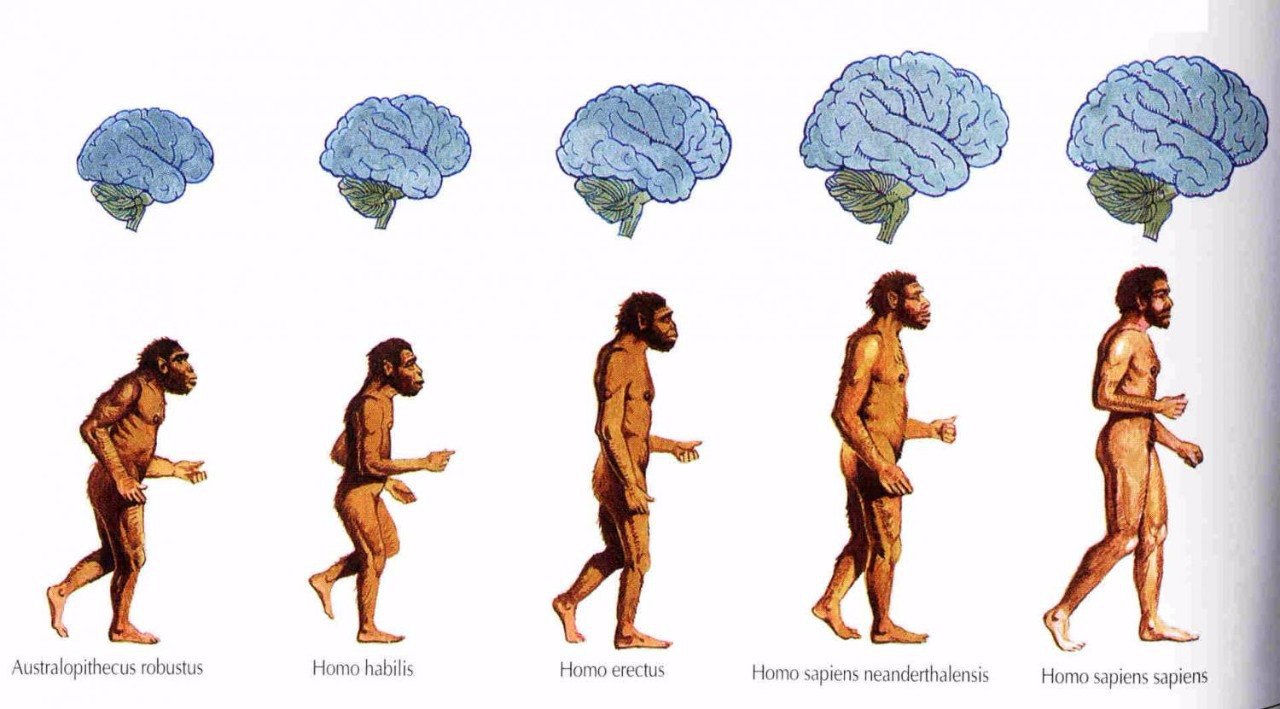 Новый этап человечества. Хомо сапиенс Эволюция. Человек разумный homo sapiens. Этапы эволюции хомо сапиенс. Хомо сапиенс Эректус Эволюция.