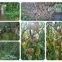 ���� Selo, �����, 49 ��� - ��������� 20 �������� 2015 � ������ ���� ����������