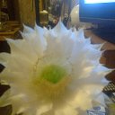 ���� �������, �������, 47 ��� - ��������� 27 ���� 2015 � ������ ���� ������