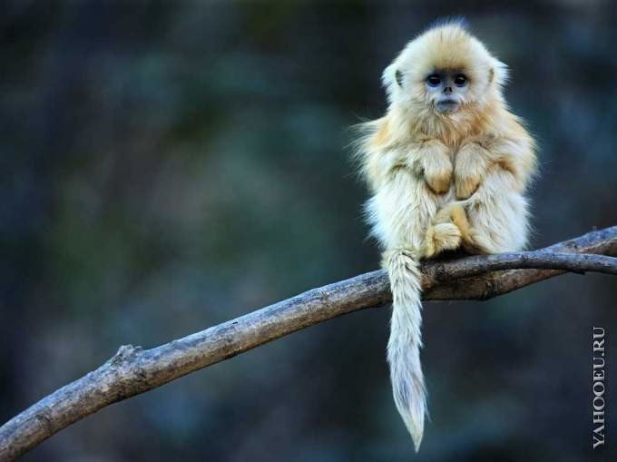 Вячеслав - 9 сентября 2015 в 23:10