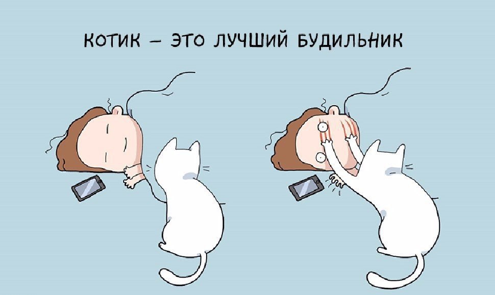 Разбудите меня весной. Кота разбудили. Завести кота. Котики юмор. Смешные причины завести кота.