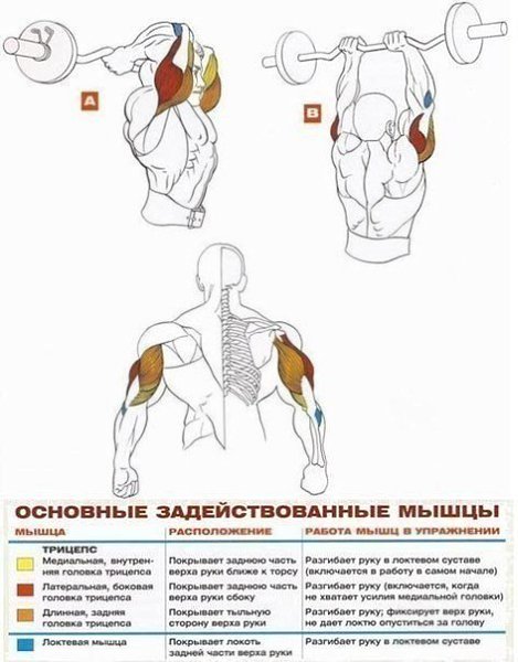 Французский жим - упражнение в бодибилдинге и пауэрлифтинге для развития трицепса. Задействованные ... - 2