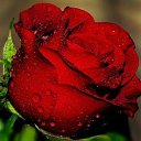 ���� Zafar, ������ ��������, 60 ��� - ��������� 8 ���� 2015 � ������ �Masalli�