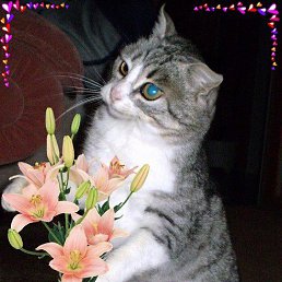 ���� �������, ������, 77 ��� - ��������� 14 �������� 2015