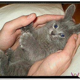 Dima, ������, 52 ����