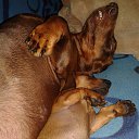 ���� ������, �����, 43 ���� - ��������� 3 �������� 2015 � ������ ������ ��������