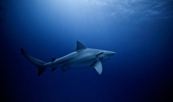 Подводная часть портфолио современного фотографа Jorge Cervera Hauser. - 2