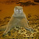 ���� ������, �������, 68 ��� - ��������� 10 ��� 2015 � ������ ���� ����������