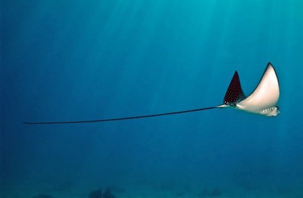 Невероятно красивые подводные фотографии - 5