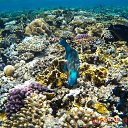  , , 48  -  27  2015   Coral Beach Resort Montazah