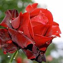 ���� �����, �����, 83 ���� - ��������� 19 ���� 2015 � ������ ������ ��������