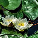 ���� �������, ������ - ��������� 24 ��� 2015 � ������ ���� ����������