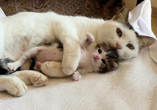 Mommy :3