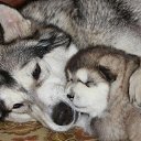 ���� Arut, ������, 59 ��� - ��������� 23 ������ 2015 � ������ ���� ����������