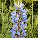 ���� ����������, ������, 66 ��� - ��������� 21 �������� 2015 � ������ ���� ����������