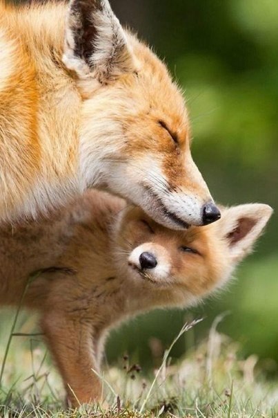 ||  ... || - 11  2015  21:23 - 2