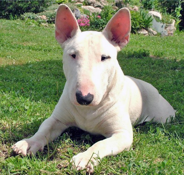 Собачья перхоть — проблема здоровья или эстетики? ========================= Причины перхоти (У белых ...