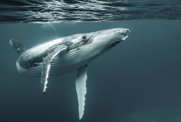Невероятно красивые подводные фотографии - 6