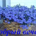 ���� Galla, ������� - ��������� 17 ���� 2015 � ������ ������ ��������