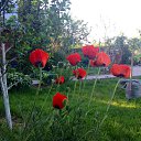 ���� Lubov, ������, 79 ��� - ��������� 28 ���� 2015 � ������ ���� ���