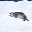 ���� ��������, �����������, 47 ��� - ��������� 17 ��� 2015 � ������ ���� ����������