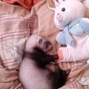 ���� �������, ��������, 52 ���� - ��������� 7 ���� 2015 � ������ ���� ����������