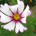 ���� �������, ��������, 66 ��� - ��������� 11 ���� 2015 � ������ ���� ����������