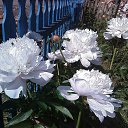 ���� �����, ���������� - ��������� 10 ���� 2015 � ������ ������ ��������