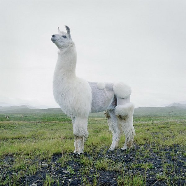 Саймен Джохан (Simen Johan) — фотограф, современный художник и скульптор. Родился в Норвегии в 1973 ... - 3