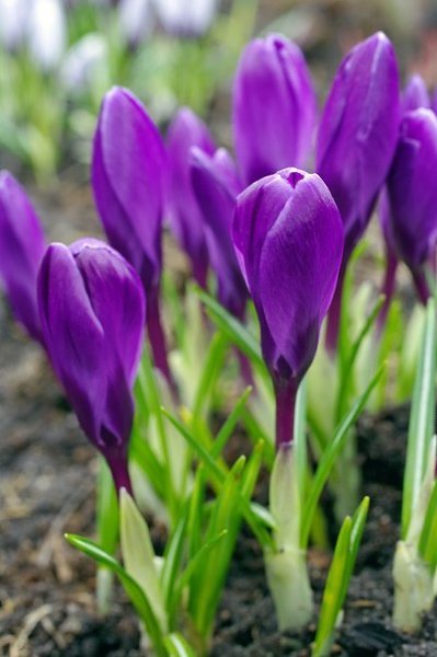 Пусть будет на душе у вас весна - всегда, в любое время года! А в вашем доме каждый час - царит ...
