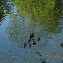 ���� ������, �����-���������, 40 ��� - ��������� 19 ���� 2015