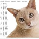 ���� ((������)), ������ �������� - ��������� 16 ������� 2015 � ������ ���� ����������