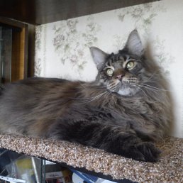 ���� ����, ������, 65 ��� - ��������� 4 �������� 2015